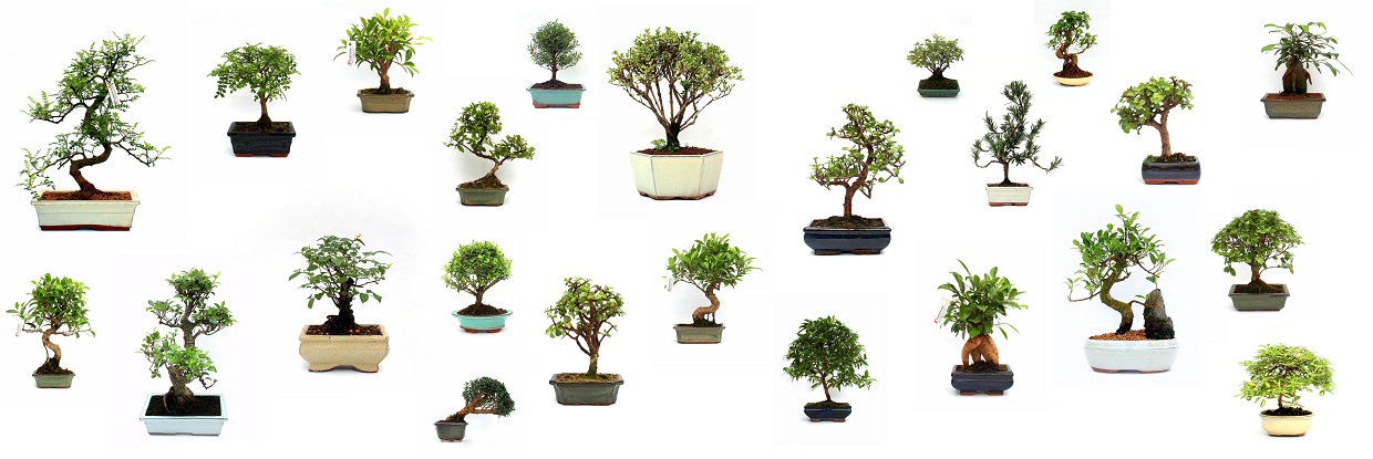 bonsai bonsaj disznoveny kereskedelem export import viszonteladas nagyker bolt bonsai studio erden
